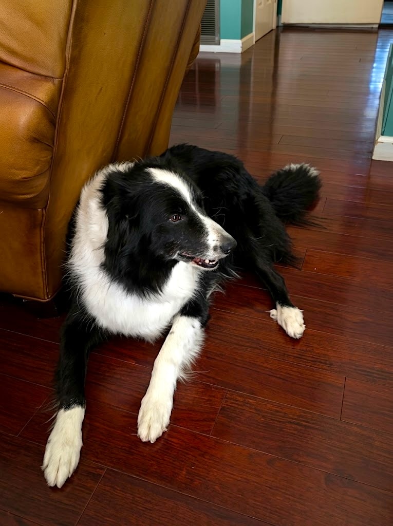 Hardwood floor project by Mr. Sandman